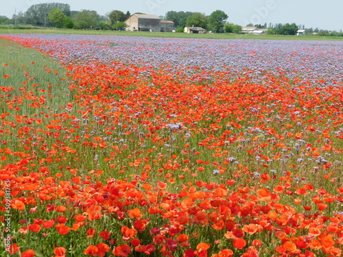 prato e campo fiorito di papaveri