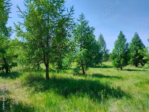 Beautiful landscape with trees in the forest. 