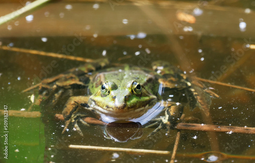A Pool Frog (Rana lessone) in the Water, Ziegeleipark Heilbronn, Germany, Europe .