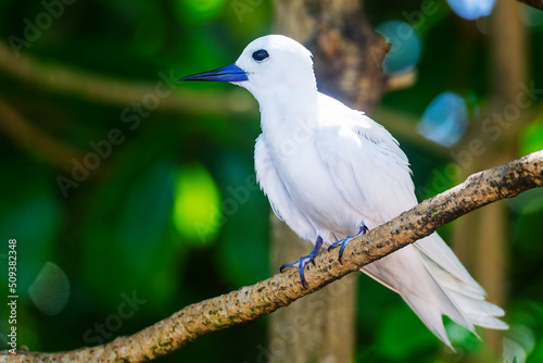 Fotografie White Tern or Fairy Tern (Gygis alba) at Cousin Island, Seychelles, Indian Ocean, Africa