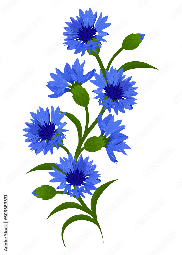 Cornflowers wild plants. Branch of blue cornflowers, isolated on white background. Vector decorative element. - obrazy, fototapety, plakaty 