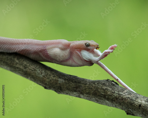 Snake on a branch © Hadi