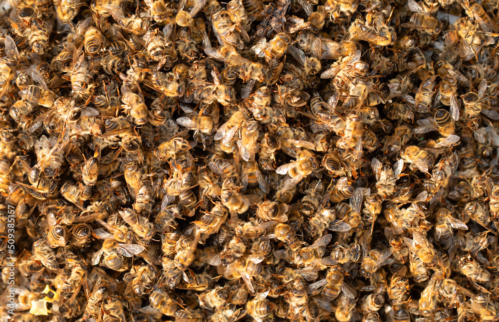 Dead bees poisoned or killed by bad weather. Dead bees poisoned or killed by bad weather.