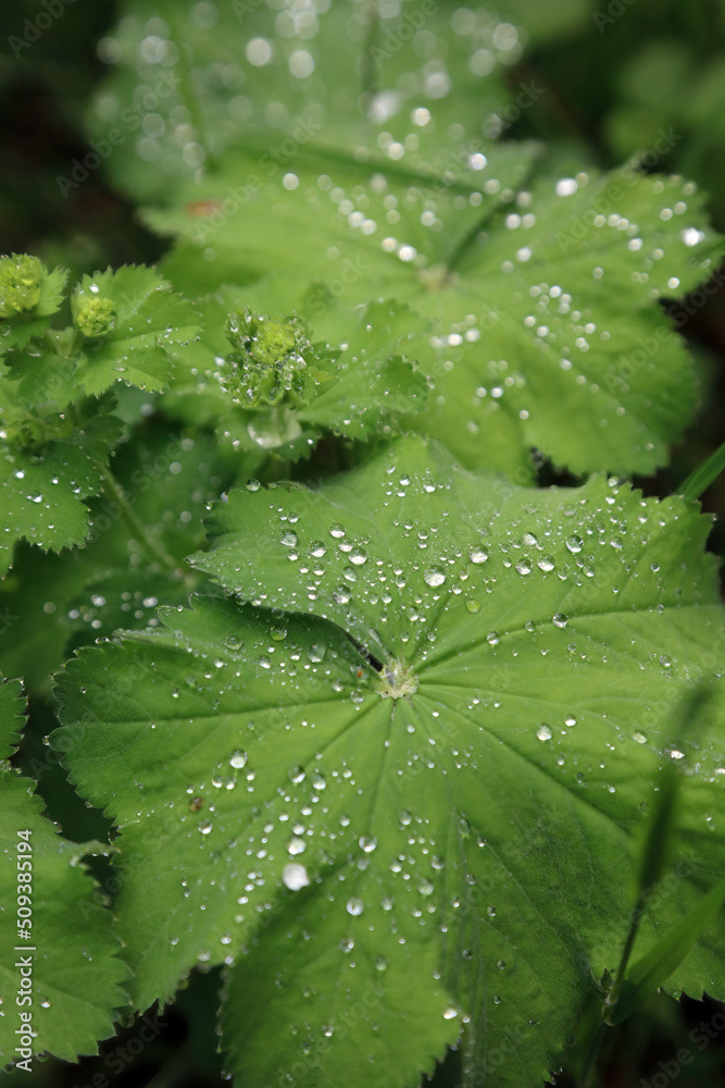 Close up of Lady's Mantle leaves covered in waterdrops, Scotland UK
Close up of Lady's Mantle leaves covered in waterdrops, Scotland UK