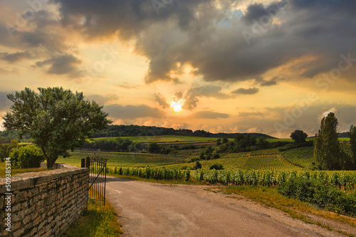 Vineyard Sunset in Burgundy, France