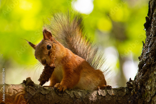 eating squirrel on the tree