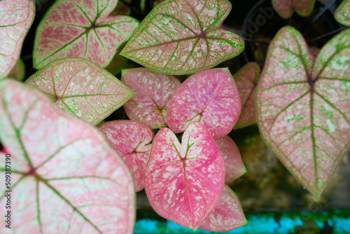 Close up of Caladium Bicolor beautiful leaves.