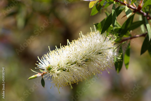 фотографія White to cream-colored brush like flower Willow bottlebrush (Callistemon salignus, Shirobana Burashinoki ), close up macro photography