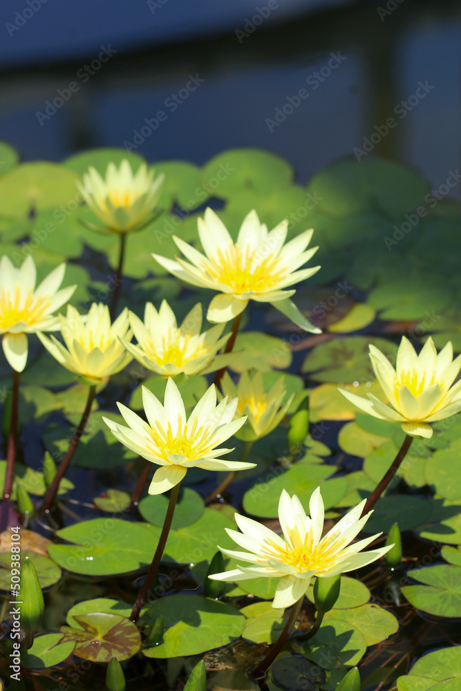 Many pale yellow white colored water lily's Many pale yellow white colored water lily's