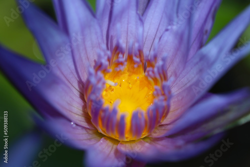Vibrant shades of fascinating purple and yellow flower head of the water lily  Clint Briant   close up macro photograph.