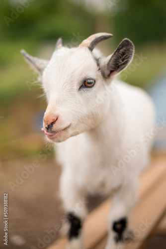 portrait of a white goat © Nick