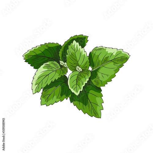 Bunch of melissa leaves, hand drawn sketch vector illustration isolated on white background.