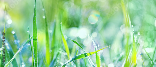 Fotografiet Beautiful meadow grass with drops dew close up, abstract blurred natural background