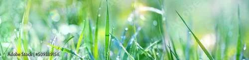 Obraz  z motywem Beautiful meadow grass with drops dew close up, blurred natural background. bright green grass texture. artistic image of purity freshness nature. ecology, save earth concept. long banner