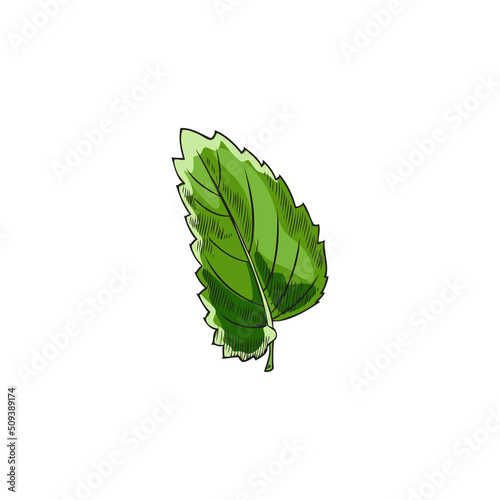 Melissa or peppermint leaf, hand drawn sketch vector illustration isolated on white background.