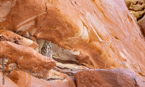 Kayenta Wash Owl 4