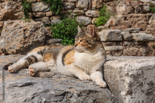 A large well-fed colored cat is basking on the stones