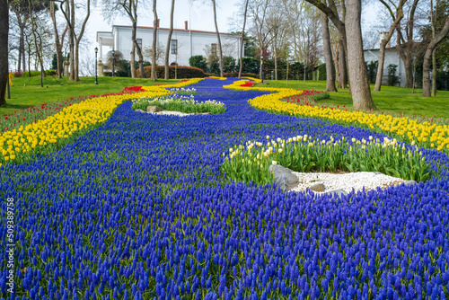 Photography Spring tulips river in the garden