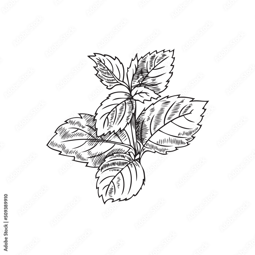 Lemon balm bunch with outlined leaves, hand drawn sketch vector illustration isolated on white background. Lemon balm bunch with outlined leaves, hand drawn sketch vector illustration isolated on white background.