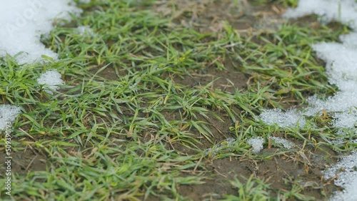 Warm weather. Wheat under the snow, winter and spring, the awakening of nature in field. Time lapse.