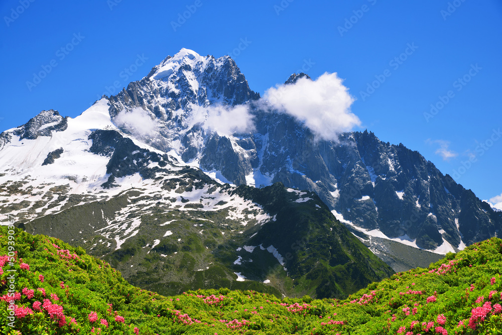 Mount Aiguille Verte with blooming Alpine Rose. Mountain landscape in Nature Reserve Aiguilles Rouges, Graian Alps, France, Europe.
