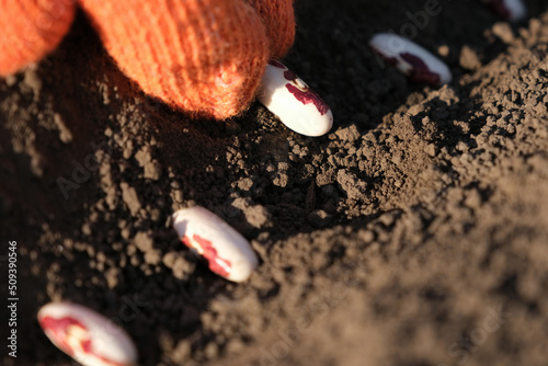 Close up on farmer hands in protective gloves planting bean seeds in the ground. Planting seeds in the ground. Sowing company or agriculture concept