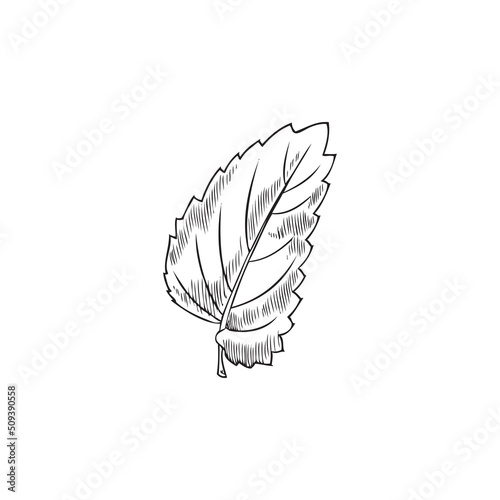 Melissa leaf, botanical vector illustration, hand-drawn, on a white background.