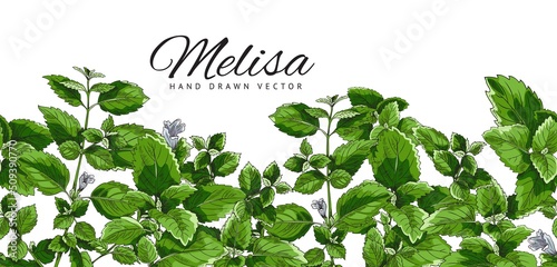 Fotografering Poster, template with a green branch, melissa leaf, botanical vector illustration, hand-drawn