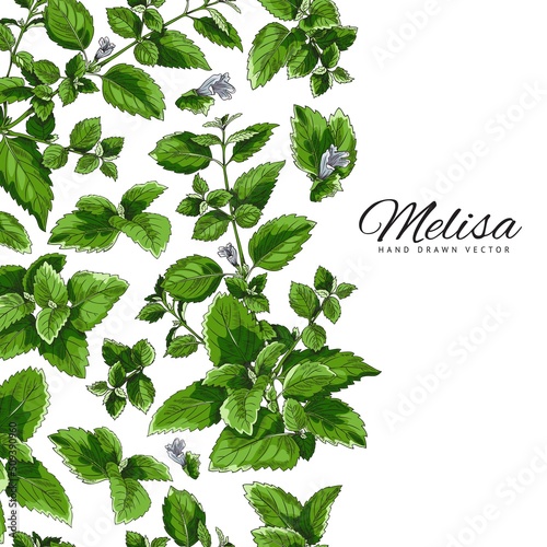 Green branch, leaf of melissa, background for text, botanical vector illustration drawn by hand.