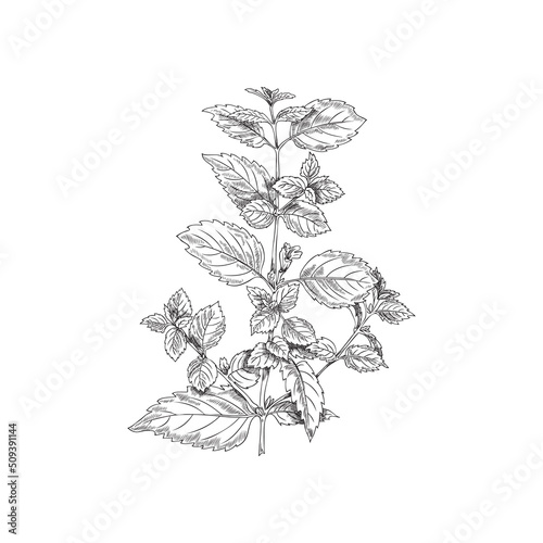 Branch, melissa bush, a botanical vector illustration, hand-drawn, on white background.