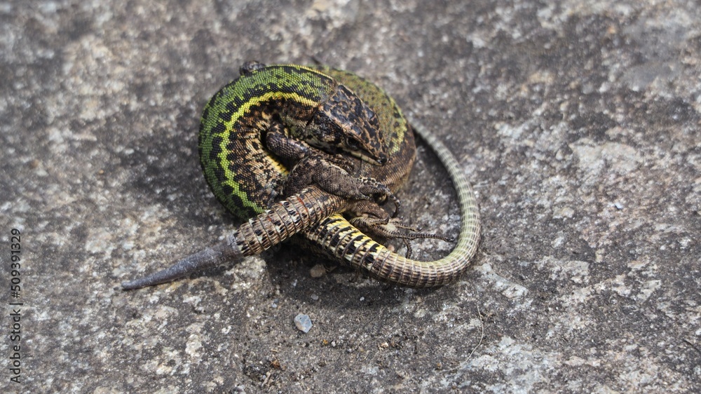Obraz premium pareja de reptiles multicolor apareándose en primavera, la coruña, españa, europa