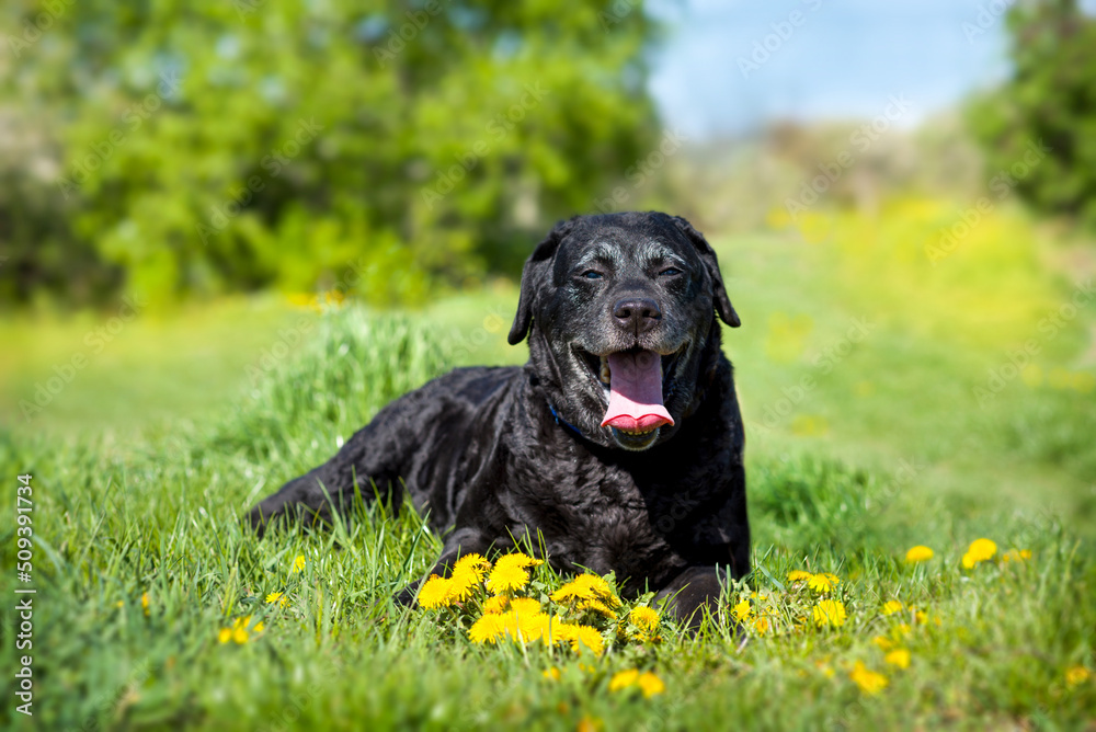 A cheerful adult dog of the Labrador breed lies on a green meadow surrounded by dandelions. Smiling happy black dog on a sunny spring day. Labrador is man's best friend.