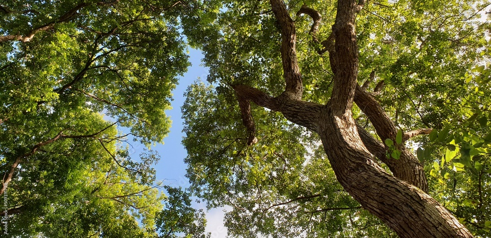 green, beautiful, sky, farming, plant, natural, grass, blue, space, background, agriculture, big tree, park, tree, land, nature, field, landscape, environment, view, scenic, upside