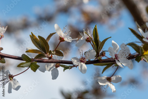 japanese cherry blossom on a tree with a soft blue background