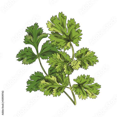 Coriander green leaves on branch, hand drawn sketch vector illustration isolated on white background.