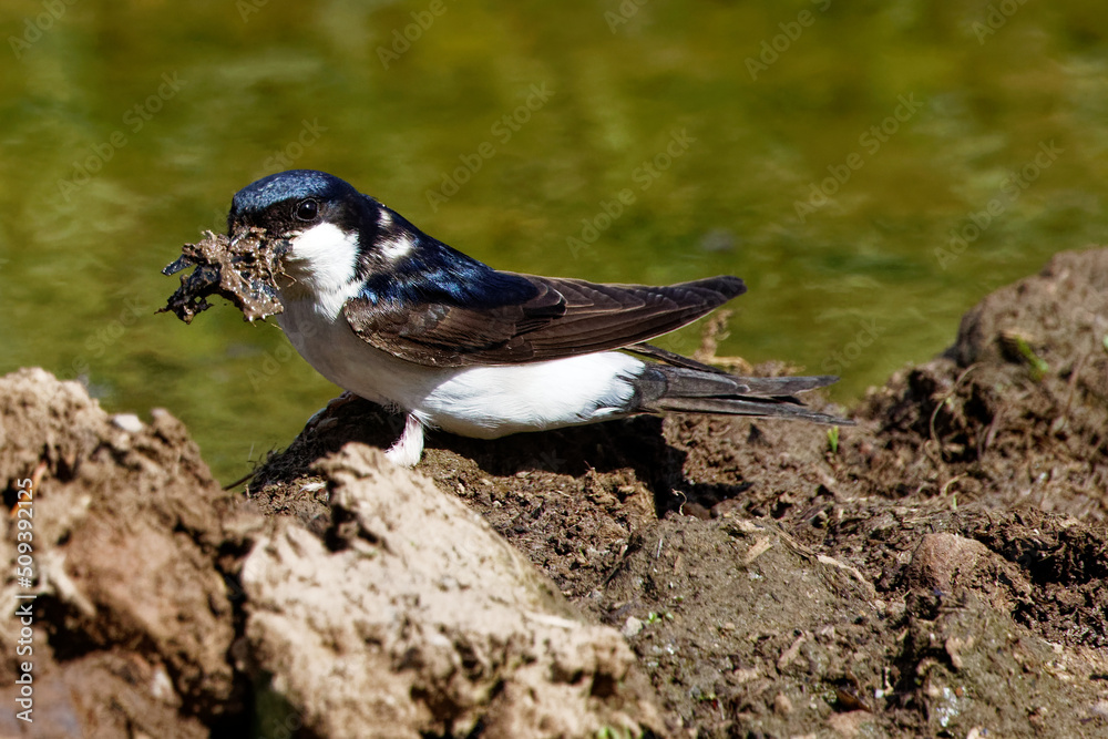 Obraz premium vol de l'hirondelle des fenêtres