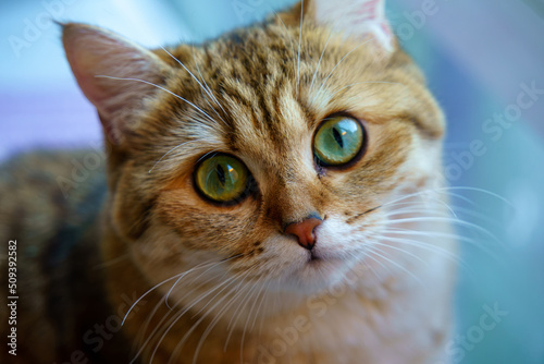 Cute British Shorthair Kitten