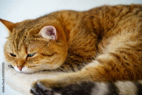 Cute British Shorthair Kitten