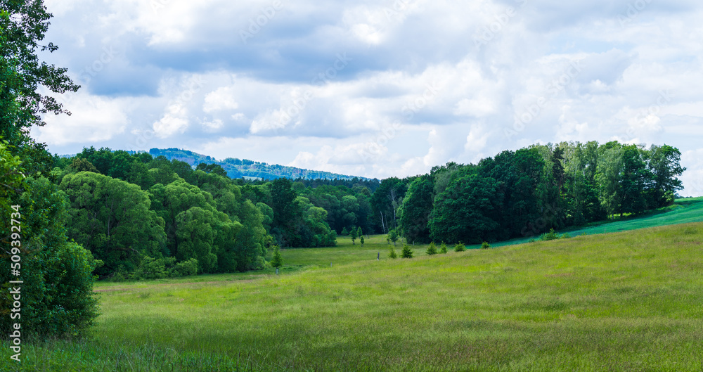 a close up of a lush green field with forest in midground and light clouds a close up of a lush green field with forest in midground and light clouds