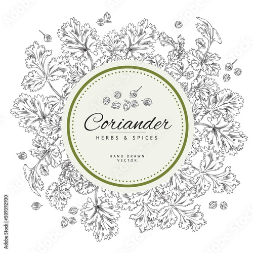 Text frame, coriander branches and leaves, vector sketch illustration monochrome.