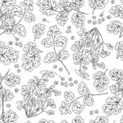 Fototapeta Naklejka Na Ścianę i Meble -  Seamless pattern, coriander branches and leaves, vector sketch illustration monochrome.
