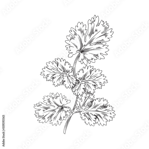 Bush, sprig of coriander, botanical vector illustration, hand-drawn, on a white background.