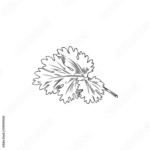 Coriander leaf, botanical vector illustration, hand-drawn, on a white background.