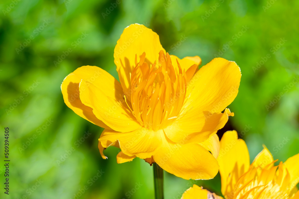 Trollius Chinensis 'Golden Queen' a spring summer flowering plant with a yellow summertime flower commonly known as Globeflower, stock photo image Trollius Chinensis 'Golden Queen' a spring summer flowering plant with a yellow summertime flower commonly known as Globeflower, stock photo image