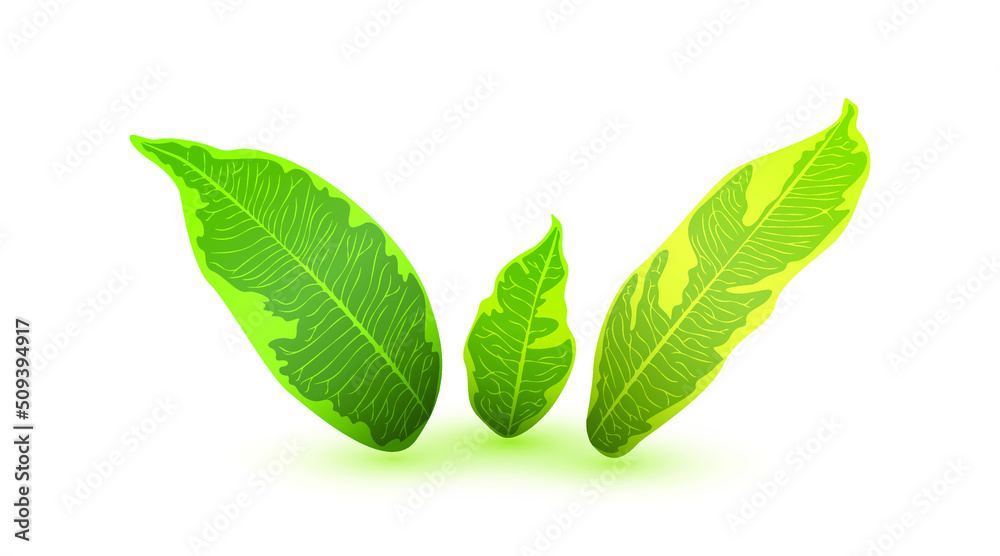 Obraz premium Leaves set isolated on white background. Vector
