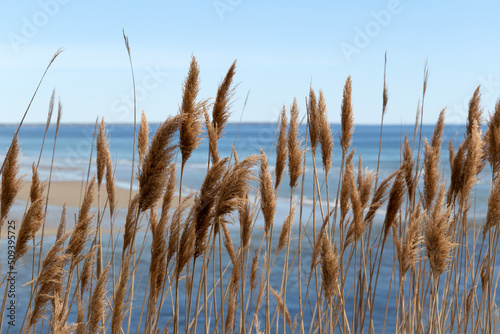 Fototapeta Naklejka Na Ścianę i Meble -  Close-up and row of yellowed beach grasses on the beach and blue sea and sky in the background.