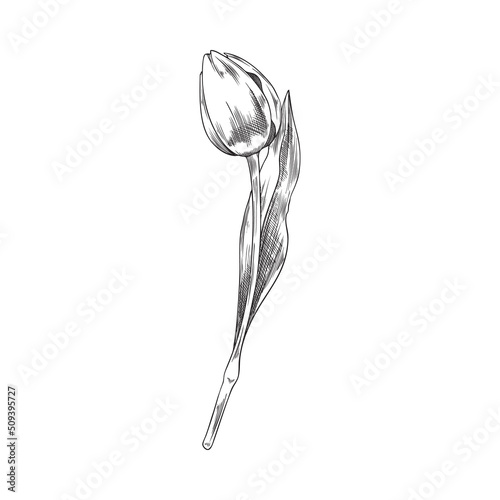 Hand drawn outlined tulip with engraving, sketch vector illustration isolated on white background.