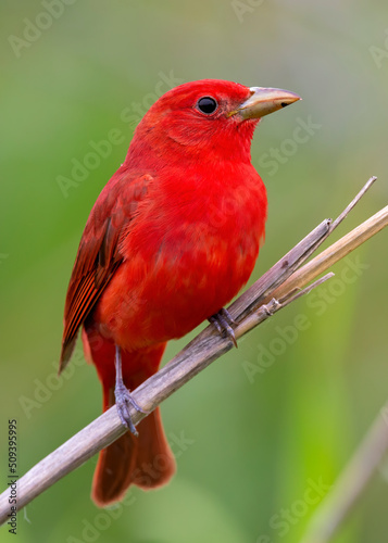 Canvas Print close up summer tanager songbird with green background
