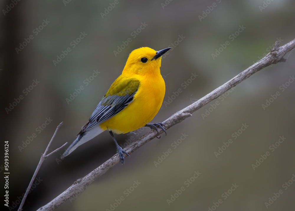 yellow warbler on branch