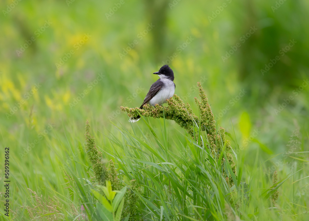 Obraz premium song birds